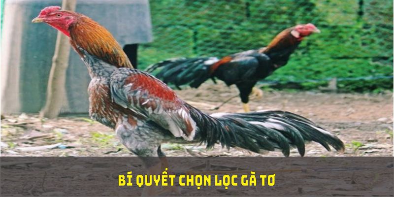 Bí quyết chọn lọc gà tơ chuẩn kinh nghiệm thực chiến