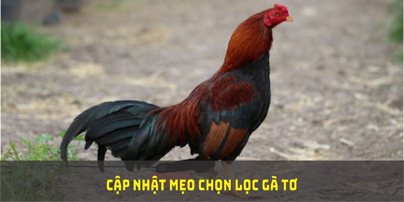 Cập nhật mẹo chọn lọc gà tơ từ chuyên gia