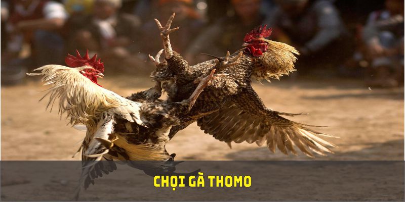 Chọi gà Thomo bộ môn truyền thống độc đáo tại ABC8