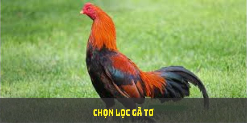 Cách chọn lọc gà tơ mới nhất 2025