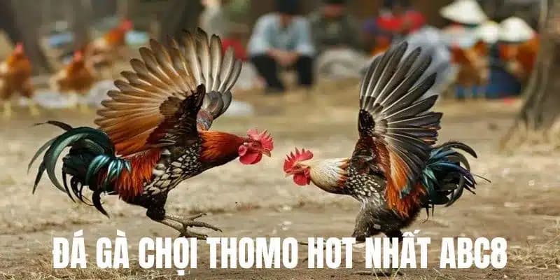 Cược chọi kê thomo hấp dẫn