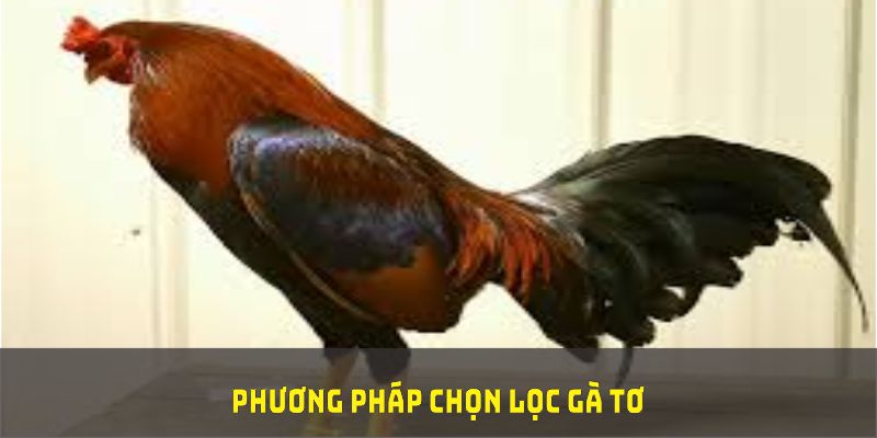 Phương pháp chọn lọc gà tơ tại nhà cái ABC8